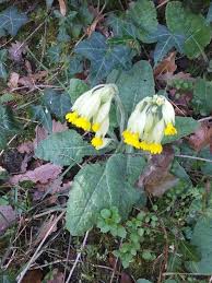 Image result for Primula veris