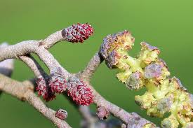 Attēlu rezultāti vaicājumam “Alnus glutinosa flower”