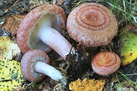 Attēlu rezultāti vaicājumam “Lactarius torminosus”