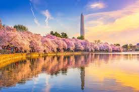 Image result for "cherry blossom" washington