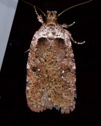 Attēlu rezultāti vaicājumam “Agonopterix heracliana”
