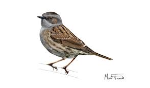 Attēlu rezultāti vaicājumam “Prunella modularis”