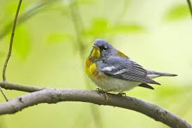 Image result for Parula americana