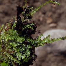 Attēlu rezultāti vaicājumam “Cephalozia loitlesbergeri”