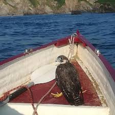 Image result for Ilfracombe Orcas Octopush Club