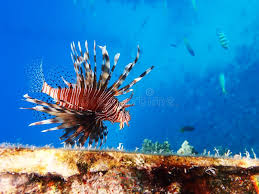 Image result for Pterois miles