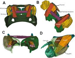Attēlu rezultāti vaicājumam “Strongylosoma pallipes”