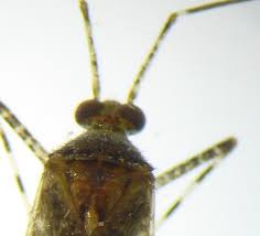 Attēlu rezultāti vaicājumam “Phytocoris longipennis”