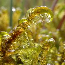 Attēlu rezultāti vaicājumam “Breidleria pratensis”