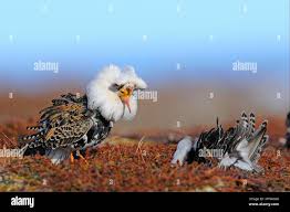 Attēlu rezultāti vaicājumam “Philomachus pugnax adult”