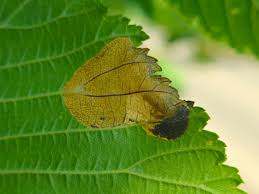 Attēlu rezultāti vaicājumam “Licea pusilla”