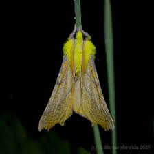 Attēlu rezultāti vaicājumam “Ennomos alniaria”