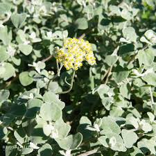 Image result for Helichrysum lindleyii