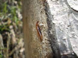 Attēlu rezultāti vaicājumam “Hylecoetus dermestoides”