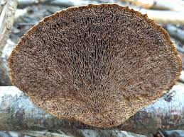 Attēlu rezultāti vaicājumam “Daedaleopsis confragosa”