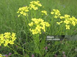 Attēlu rezultāti vaicājumam “Bunias orientalis flower”