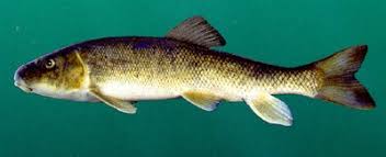 Image result for Catostomus commersonii