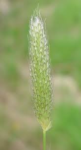 Attēlu rezultāti vaicājumam “Alopecurus pratensis flower”