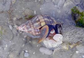 Image result for Cinctura hunteria