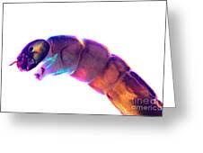 Attēlu rezultāti vaicājumam “Chironomidae larva”