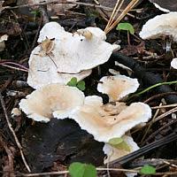 Attēlu rezultāti vaicājumam “Sistotrema confluens”