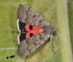 Attēlu rezultāti vaicājumam “Catocala pacta”