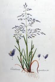 Image result for rosa aquatica