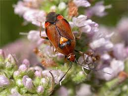 Attēlu rezultāti vaicājumam “Deraeocoris ruber”