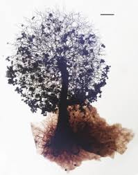 Attēlu rezultāti vaicājumam “Lamproderma echinosporum stalked”