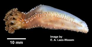 Image result for Cucumaria frondosa