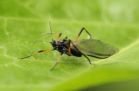 Attēlu rezultāti vaicājumam “Drepanosiphum platanoidis”