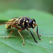 Attēlu rezultāti vaicājumam “Temnostoma vespiforme”