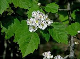Attēlu rezultāti vaicājumam “Crataegus x macrocarpa leaf”