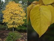 Attēlu rezultāti vaicājumam “Syringa reticulata subsp. amurensis”