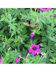 Image result for Geranium `Sandrine`