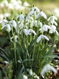 Attēlu rezultāti vaicājumam “Galanthus nivalis flower”