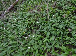 Attēlu rezultāti vaicājumam “xComagaria rosea  flower”