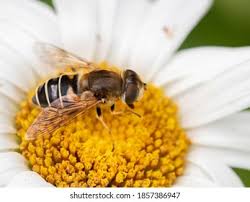 Attēlu rezultāti vaicājumam “Eristalis sp.”