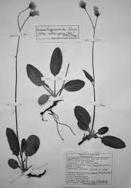 Attēlu rezultāti vaicājumam “Hieracium murorum bud”