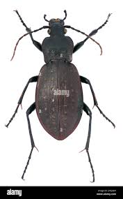 Attēlu rezultāti vaicājumam “Carabus hortensis”