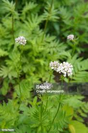 Attēlu rezultāti vaicājumam “Valeriana officinalis flower”