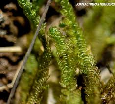 Attēlu rezultāti vaicājumam “Neckera crispa”