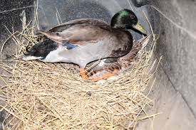 Attēlu rezultāti vaicājumam “Anas platyrhynchos eggs”