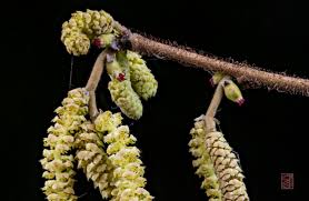 Attēlu rezultāti vaicājumam “Corylus avellana male flower”