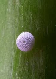 Attēlu rezultāti vaicājumam “Maculinea alcon eggs”