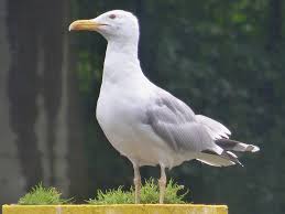 Image result for Larus cachinnans