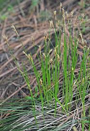 Attēlu rezultāti vaicājumam “Carex ornithopoda fruit”