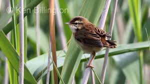 Attēlu rezultāti vaicājumam “Acrocephalus schoenobaenus”
