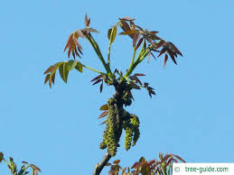 Attēlu rezultāti vaicājumam “Juglans regia leaf”