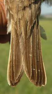 Attēlu rezultāti vaicājumam “Anthus trivialis adult”